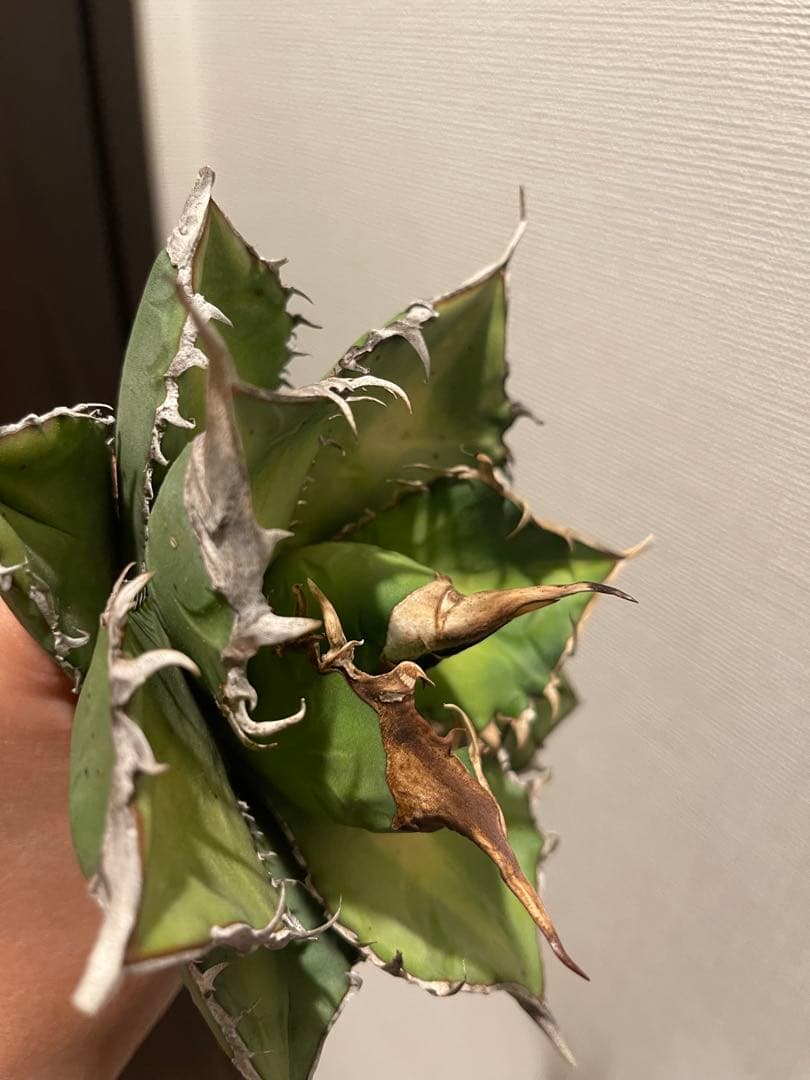 アガベ 緑幽霊 親株