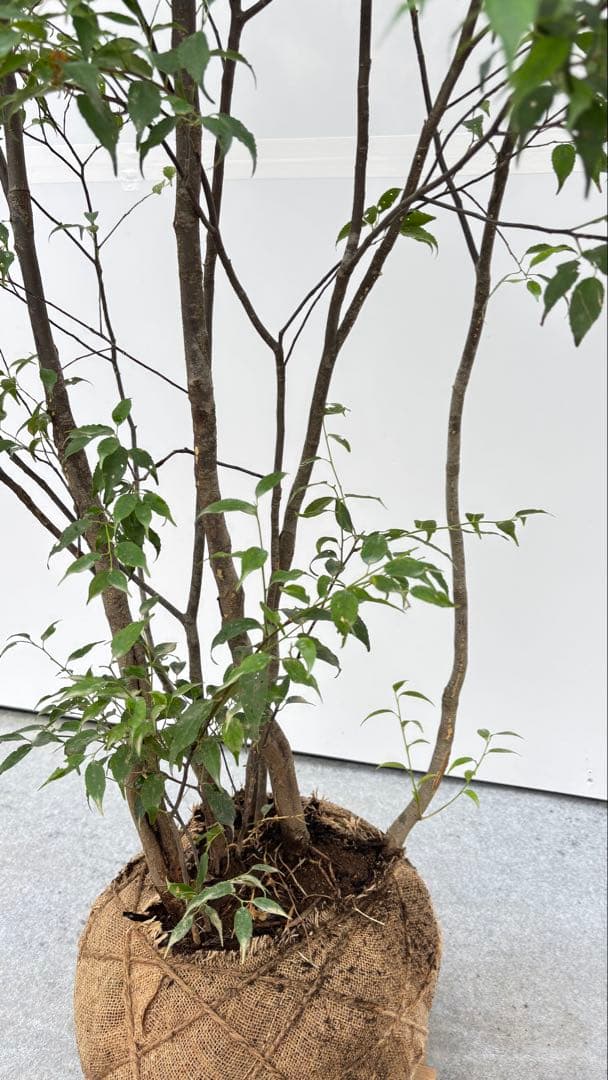 美しい樹形が魅力的 山採り ハイノキ 株立 703 樹高1.7m位 高級樹