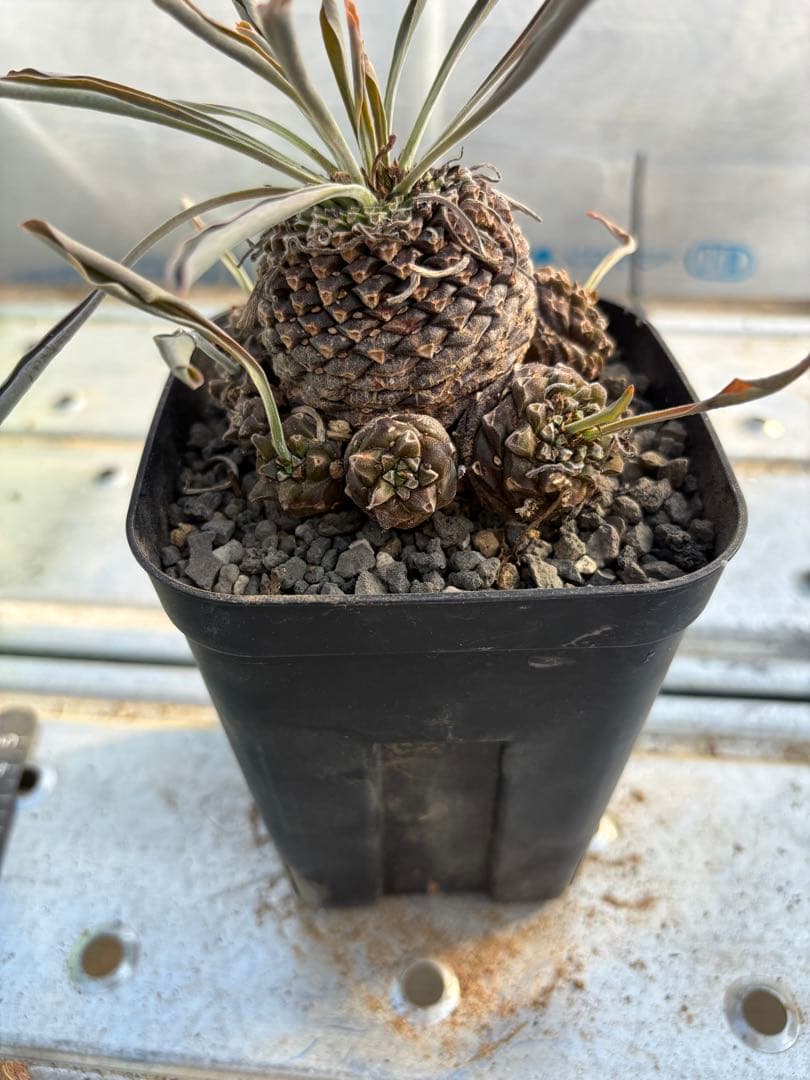 ユーフォルビア　鉄甲丸　実生　群生株