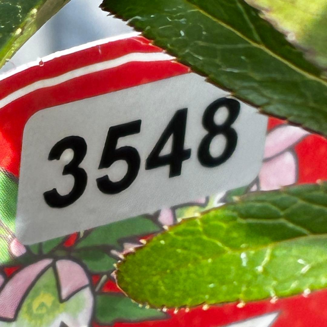 ま*ん様 3548☘️蕾花タグ付き☘️超希少☘️プチドール⭐️小輪⭐️凄ツヤ⭐️