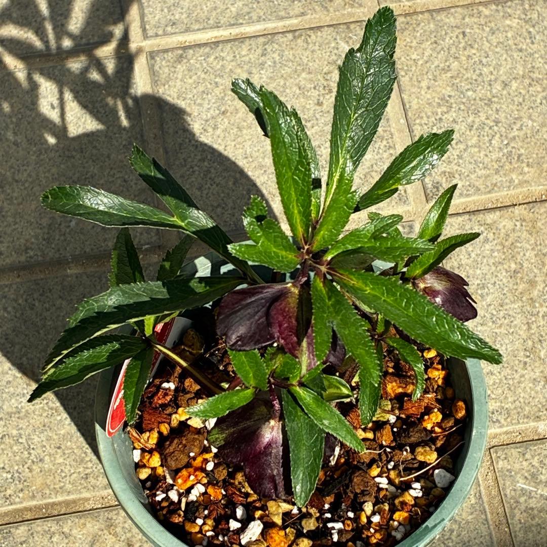 ま*ん様 3548☘️蕾花タグ付き☘️超希少☘️プチドール⭐️小輪⭐️凄ツヤ⭐️