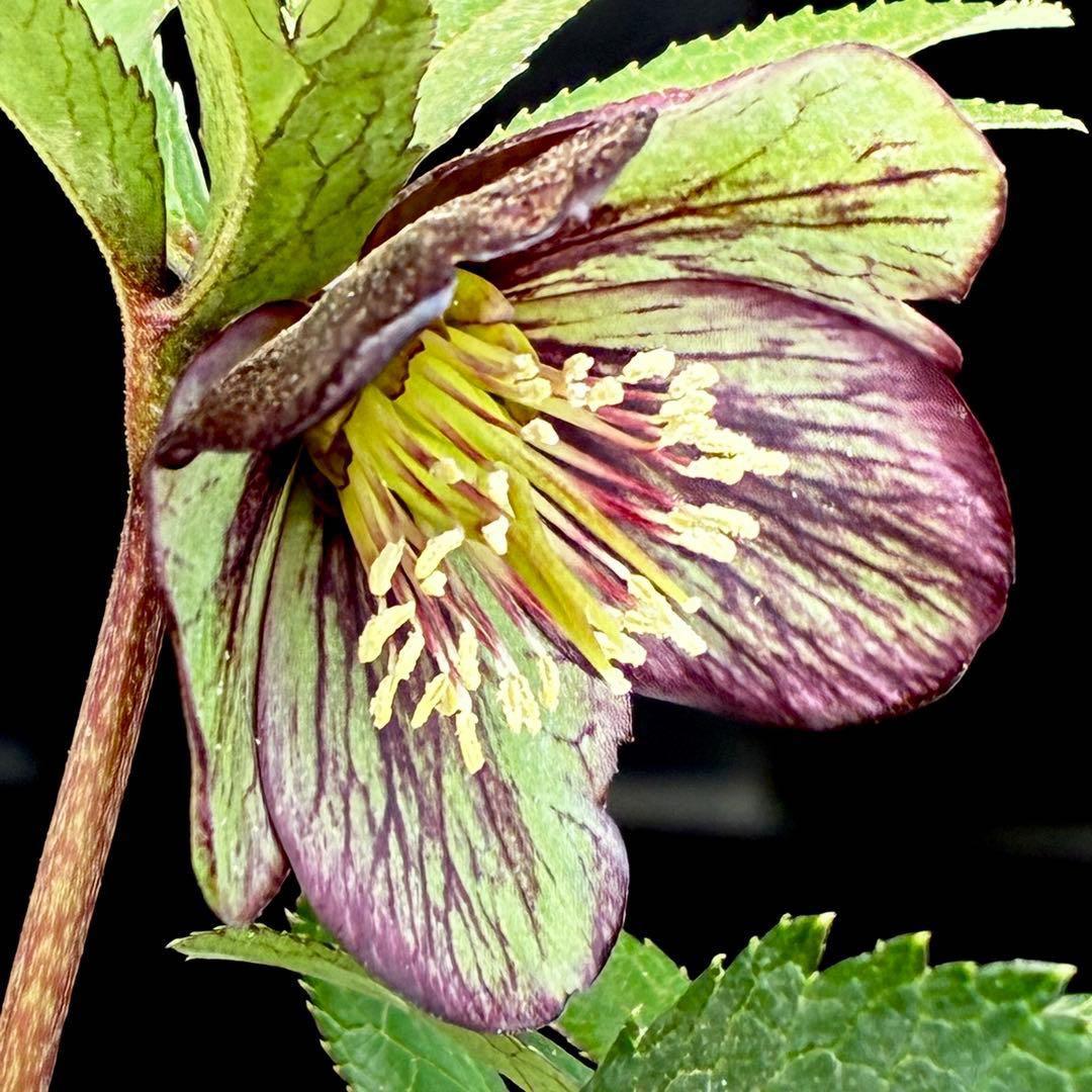 ま*ん様 3548☘️蕾花タグ付き☘️超希少☘️プチドール⭐️小輪⭐️凄ツヤ⭐️