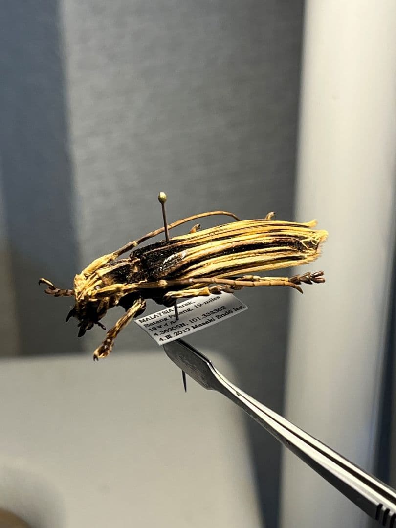 【43mm】キノハダカミキリ 標本 タテスジケブカカミキリ 天牛 甲虫