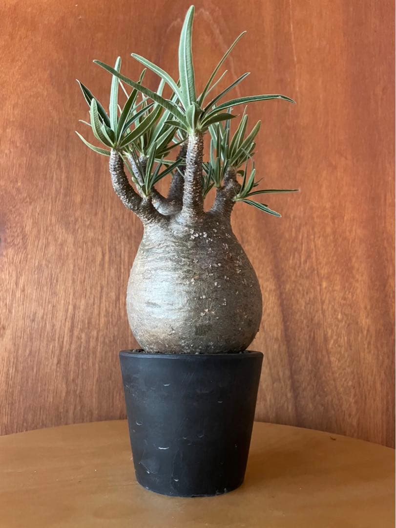 グラキリス　大　現地球　サンデルシー種子10粒プレゼント