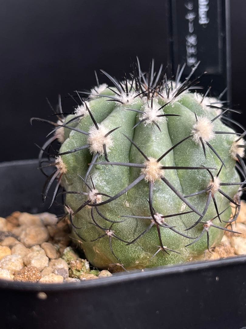 EMP コピアポア レンベッキー 冥王玉 実生 / 選抜個体CT612