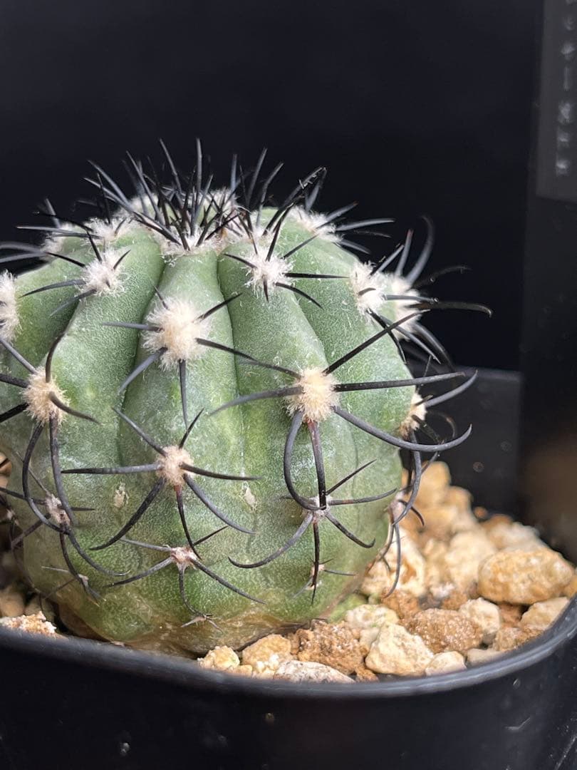 EMP コピアポア レンベッキー 冥王玉 実生 / 選抜個体CT612