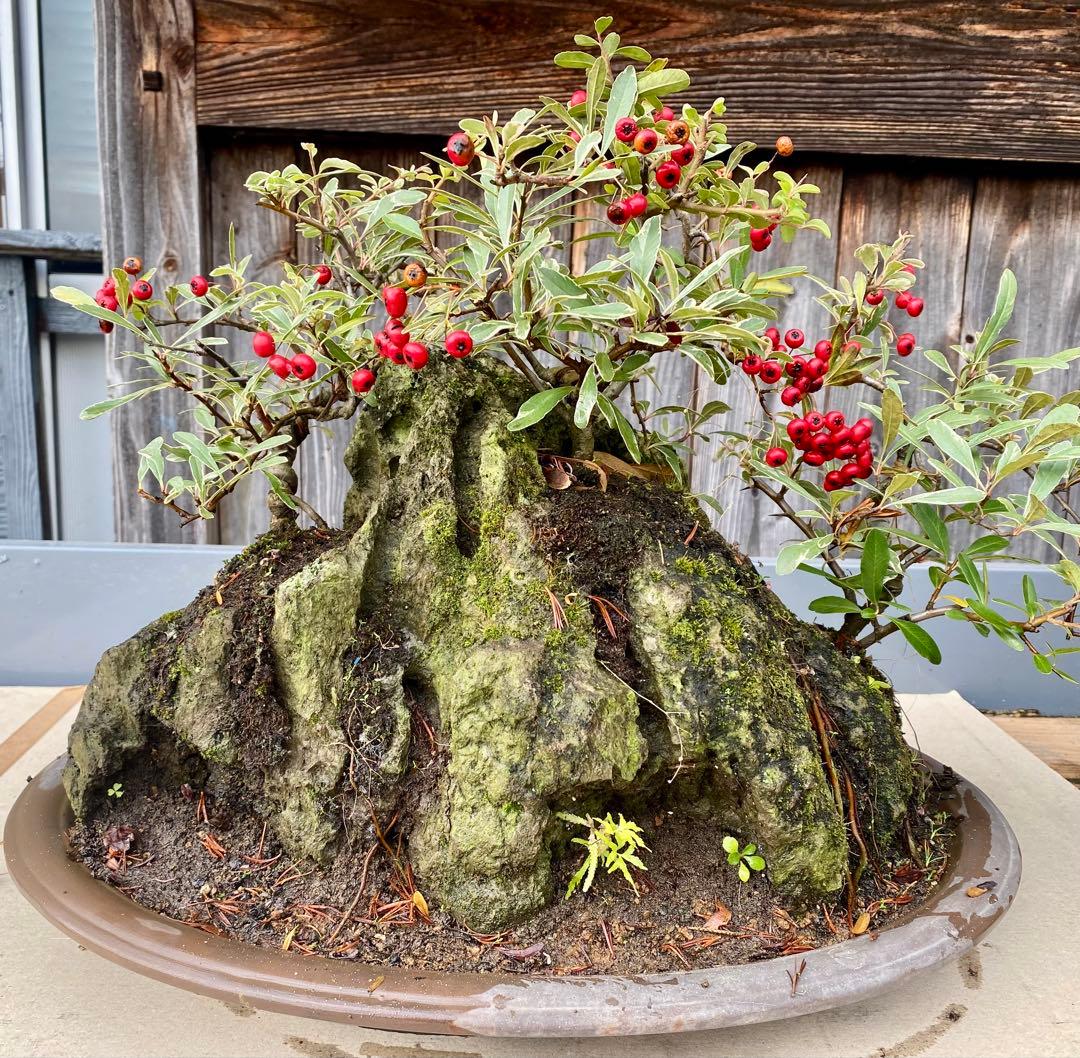 盆栽　自然石付き斑入りビラカンサ　見応えあり　実がいっぱい　前後どちらからも❣️