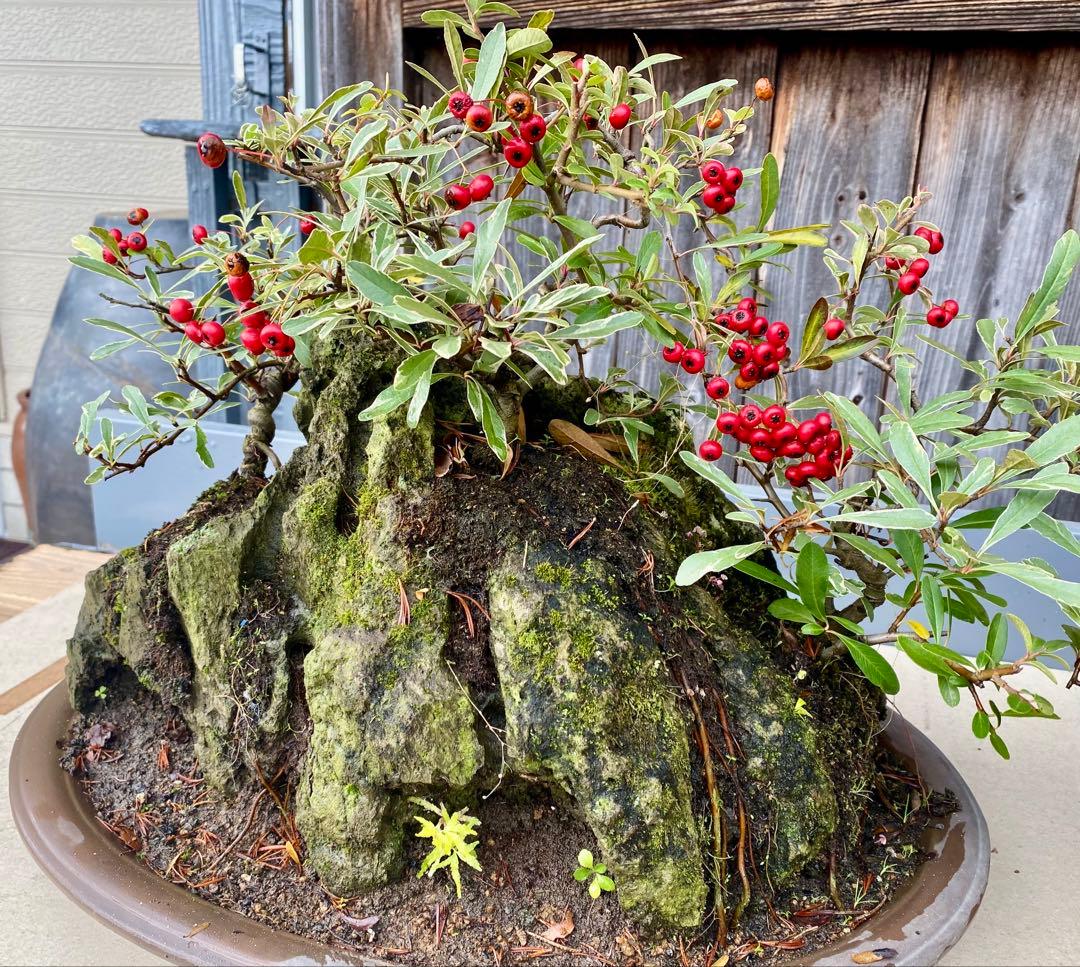 盆栽　自然石付き斑入りビラカンサ　見応えあり　実がいっぱい　前後どちらからも❣️