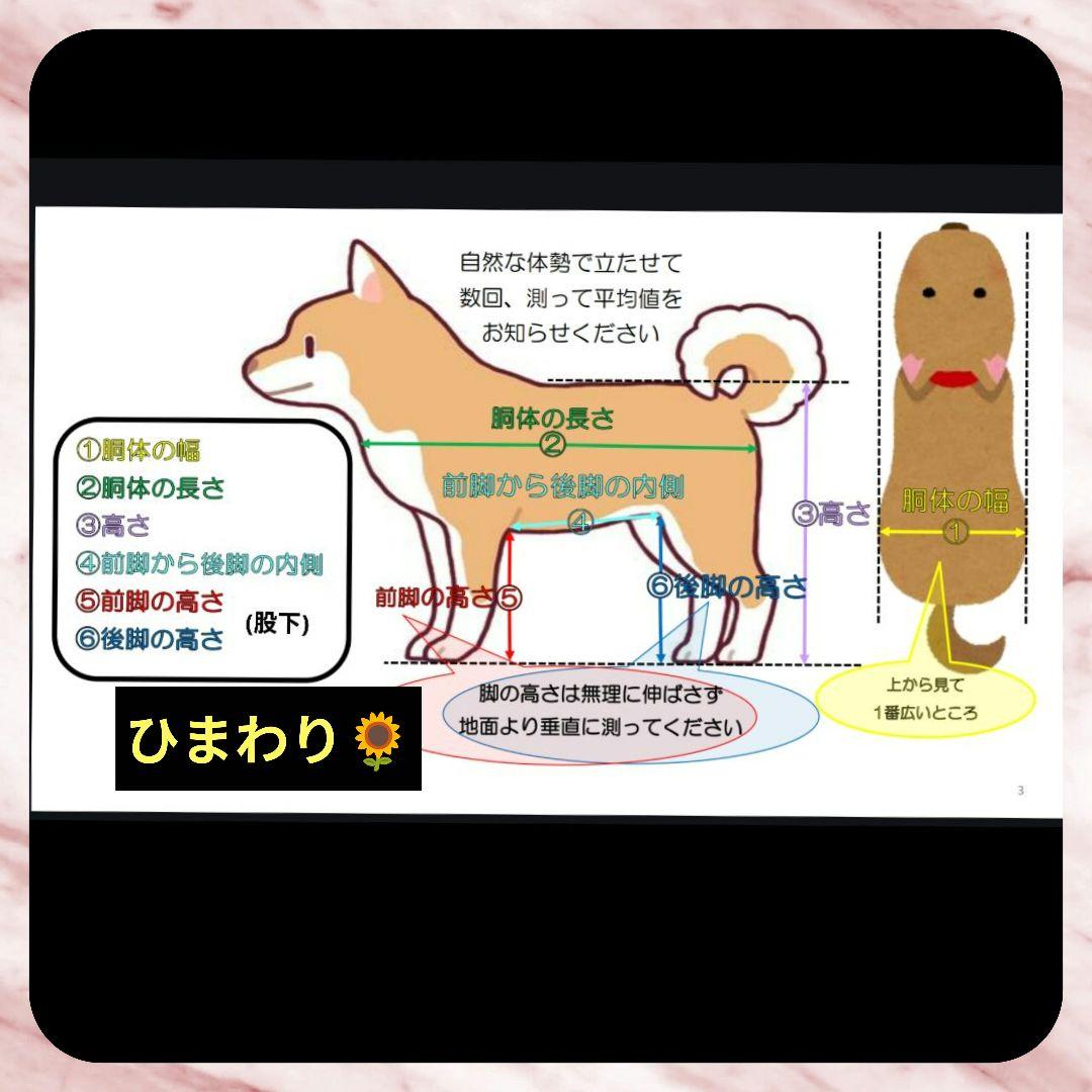 ジャックラッセルテリア4輪　リハビリ　食事補助　犬用車椅子　介護　犬の歩行器