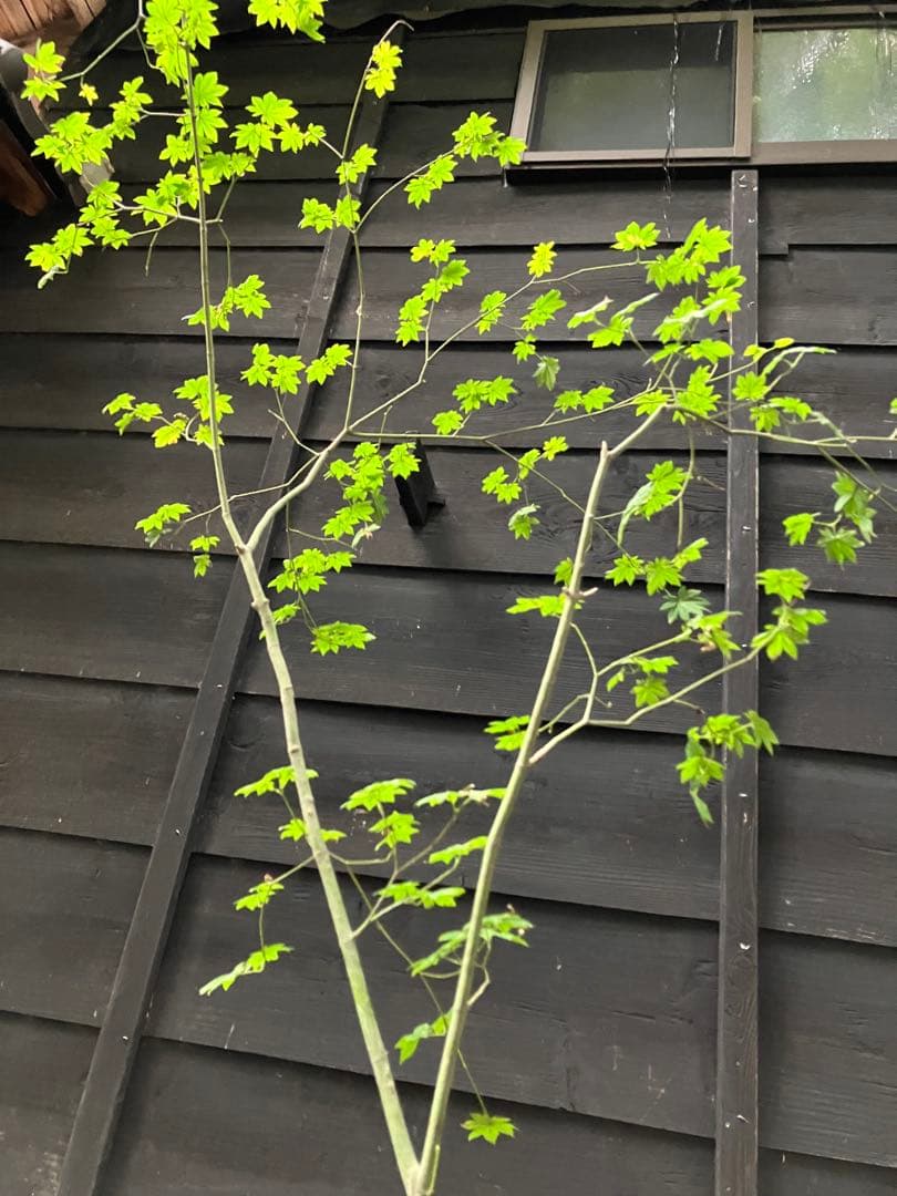 75 山採り　コハウチワカエデ