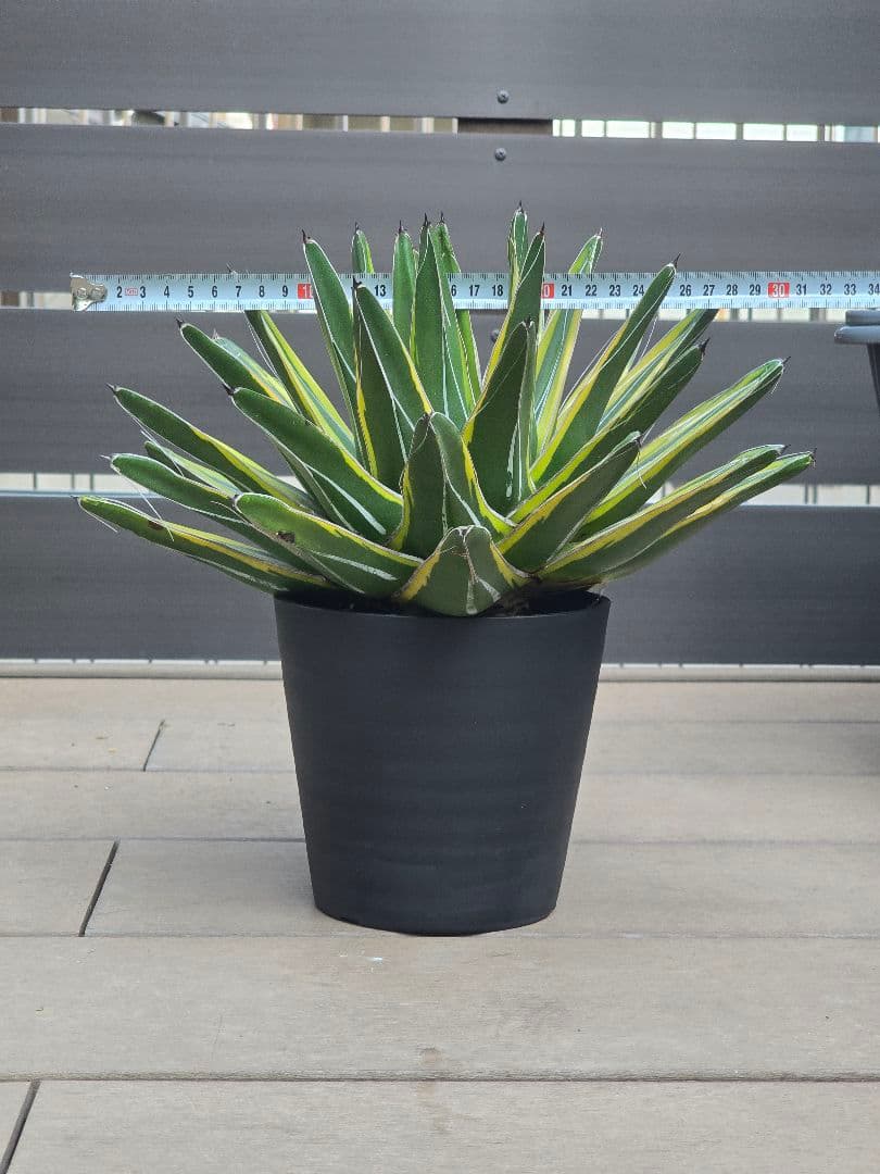アガベ 笹の雪錦 斑入り 大株 約32cm