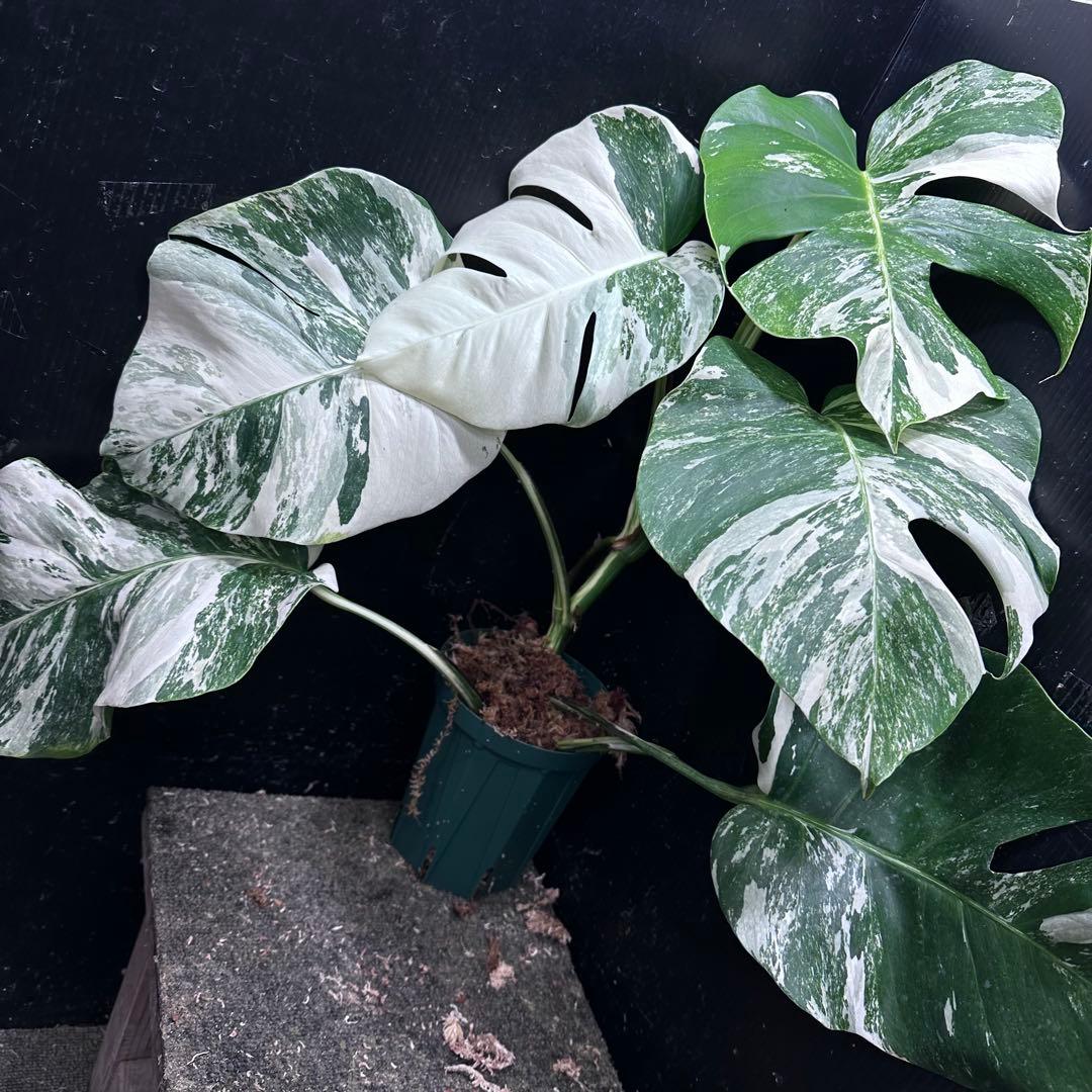 H*o様 斑入りモンステラ ホワイトタイガー極美大株66cm白斑多