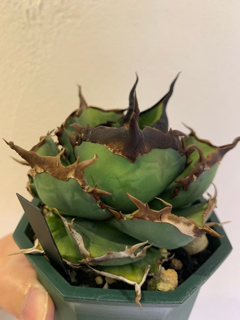 【goodtaniku】閻魔　gt育成中株　鉢ごと発送