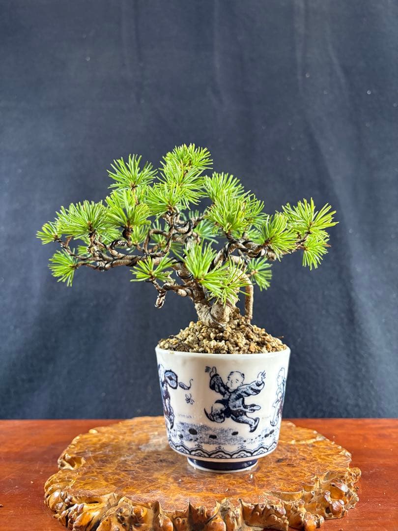 小品盆栽、赤石五葉松、根上がり、懸崖作り 目立った傷や汚れなし