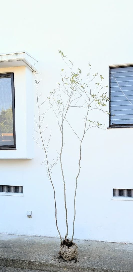 2.5m。山採りアオダモ株。