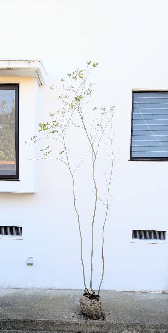 2.5m。山採りアオダモ株。