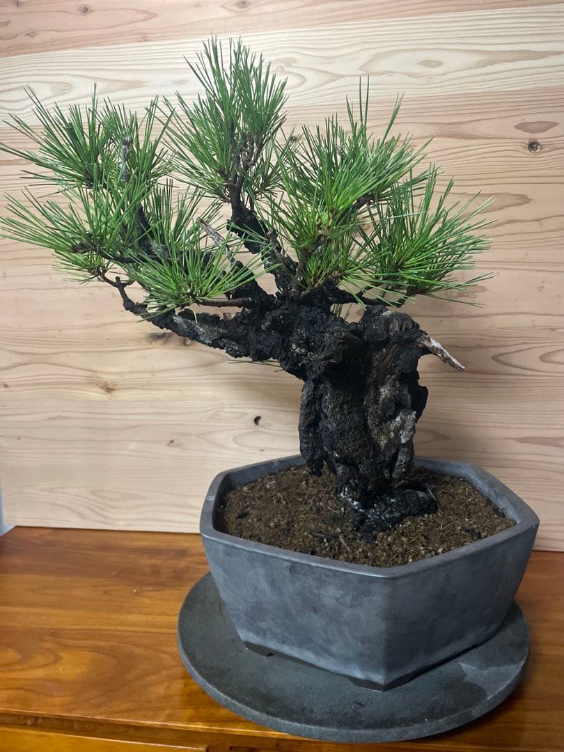 錦松　盆栽　黒松　植物　直接取引のみ