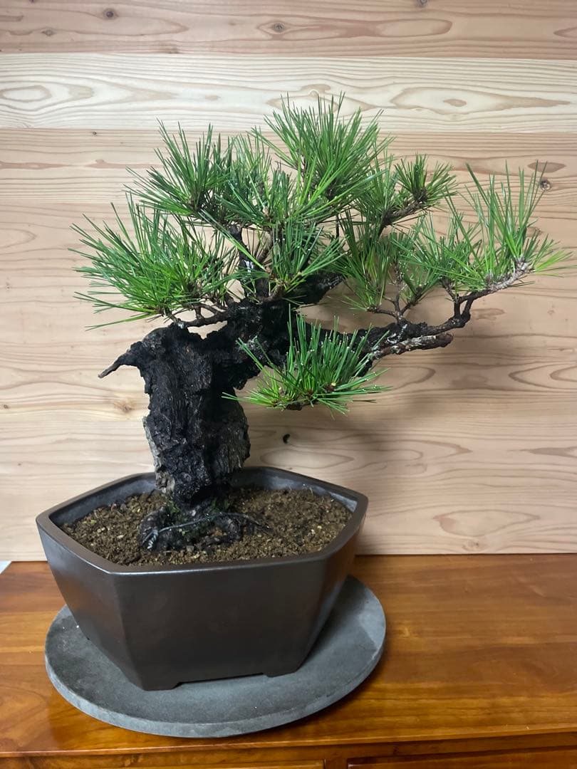 錦松　盆栽　黒松　植物　直接取引のみ