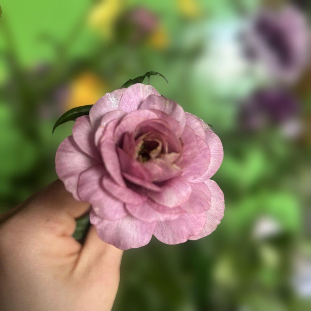 ラナンキュラス苗　ラナンキュラスラックス　6ポット価格