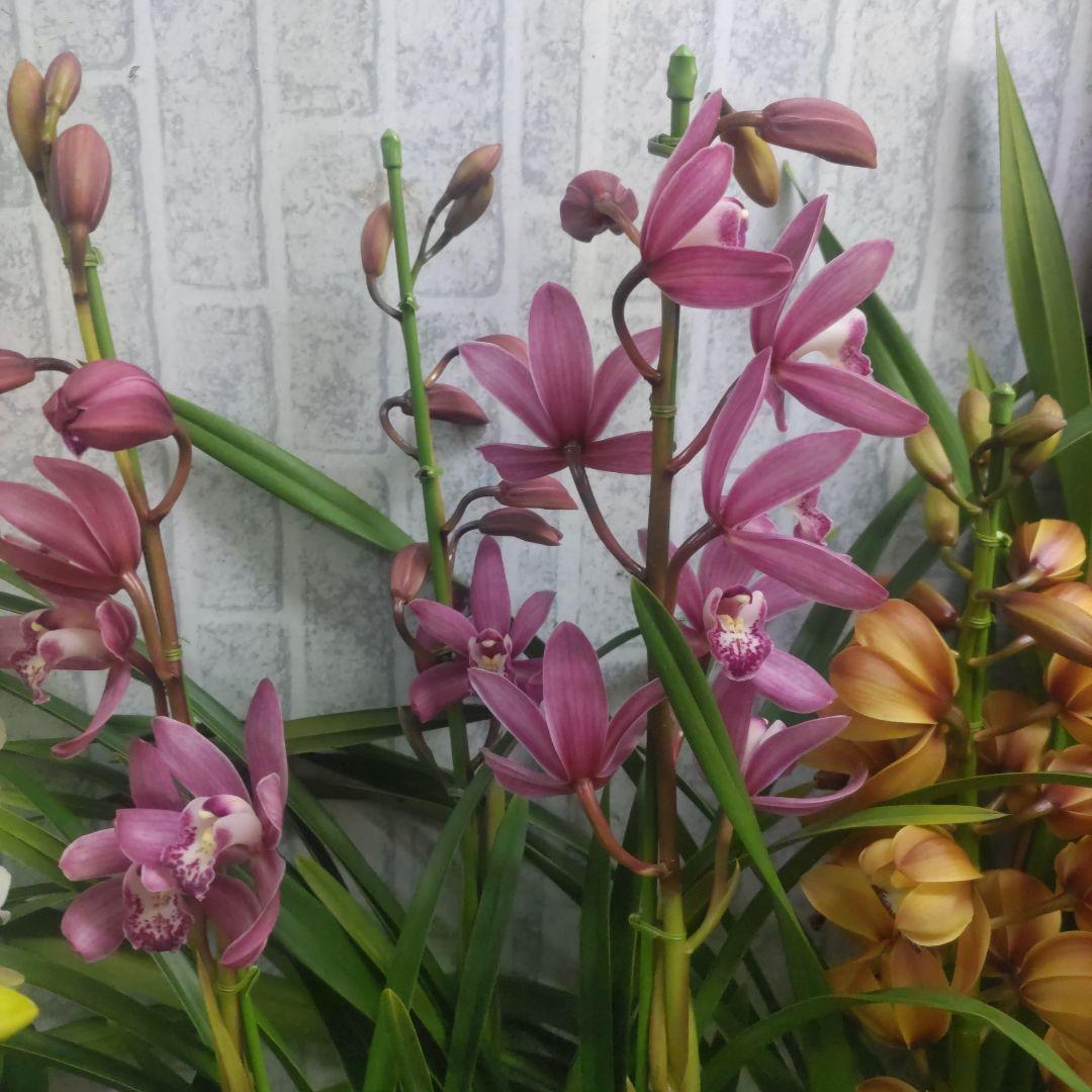 i*.様 17日入荷分⭐️石田園芸⭐️テーブルシンピ３本立ち４鉢セット⭐️