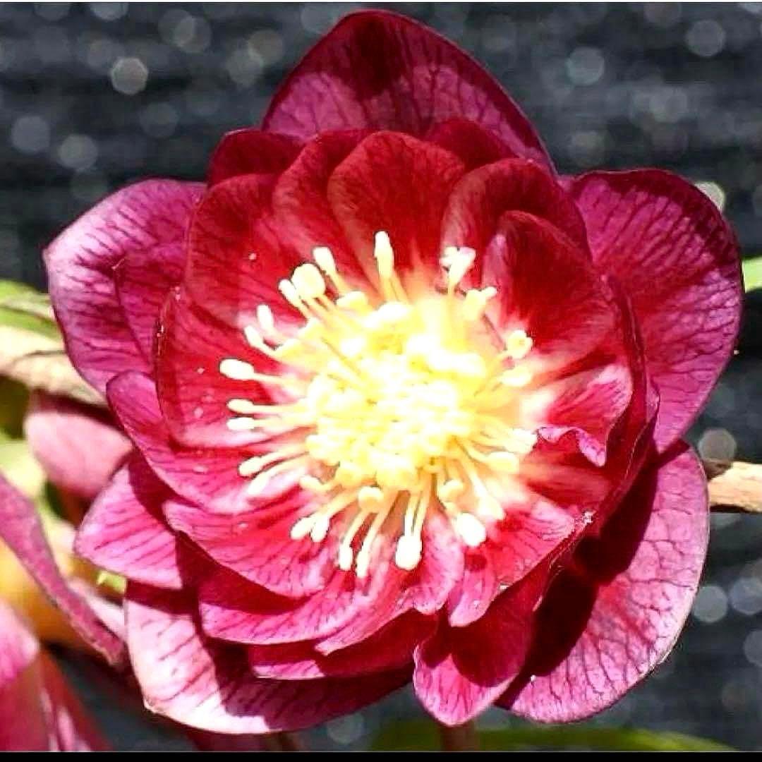 u*0様 ☘️❤️複数❤️蕾付き☘️3376⭐️ぼかし⭐️オーレア⭐️フラッシュ