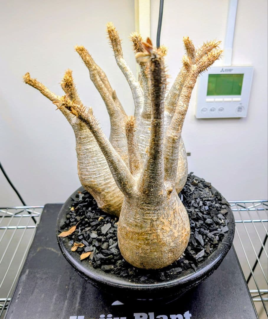 パキポディウム グラギリス 発根済み 塊根植物 多頭型