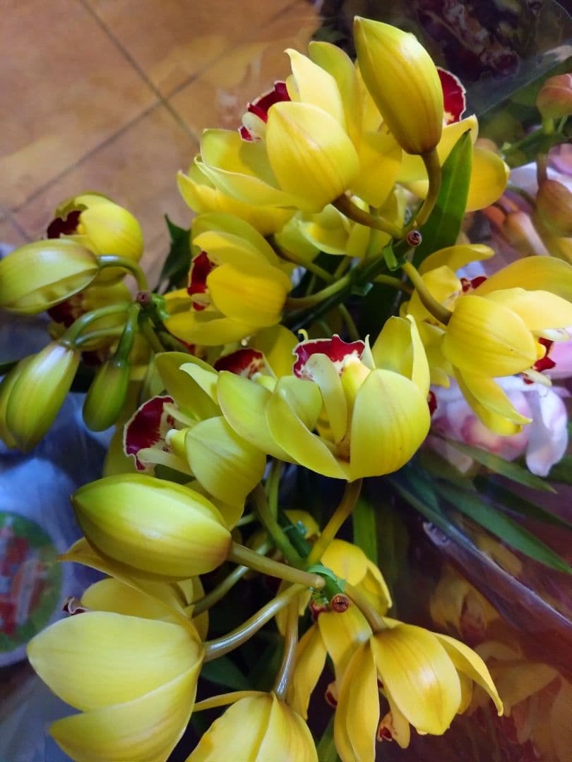 シンビジウム　2種 ( ピンク・黄色)