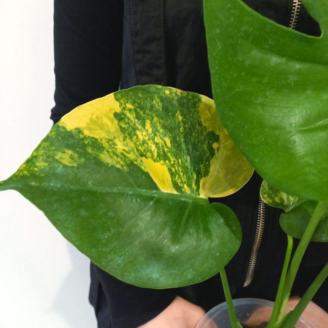 モンステラ　デリシオーサ　ポンポン