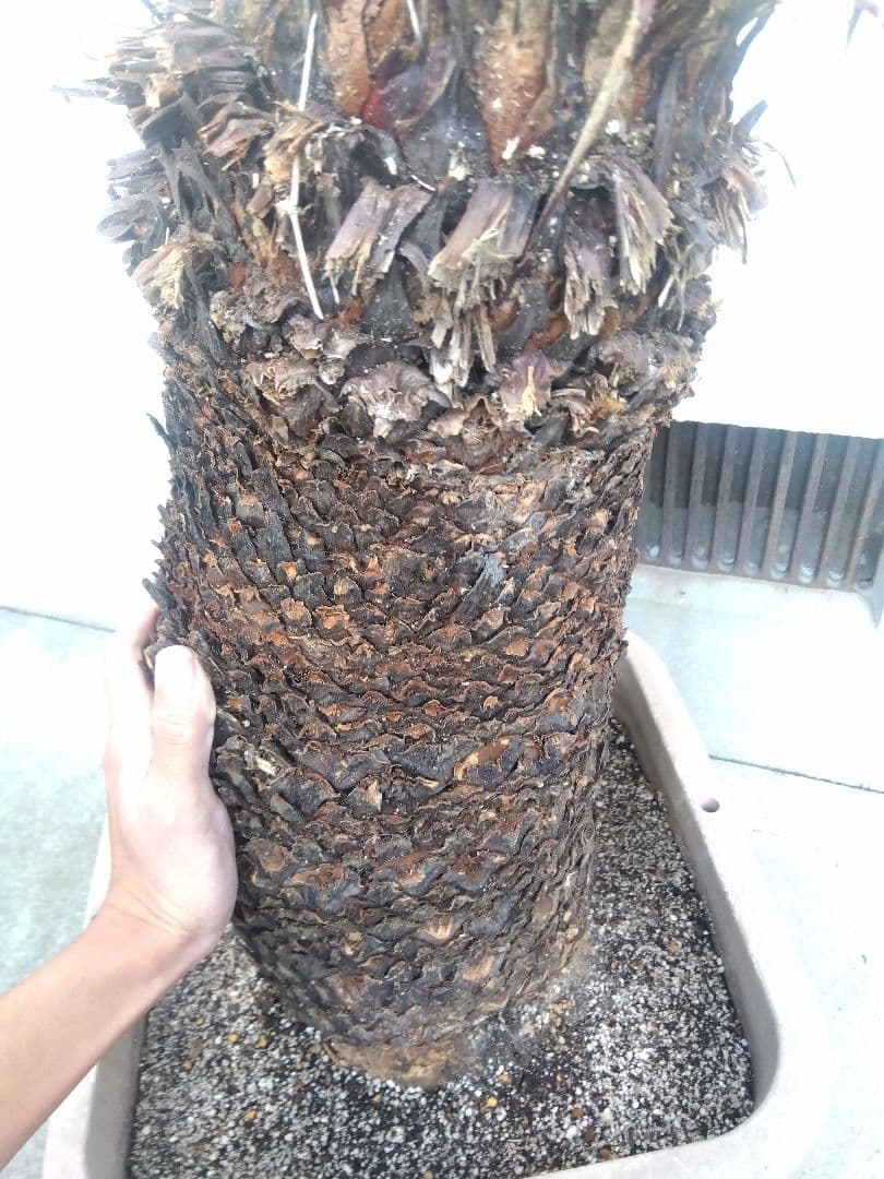 ソテツ　超幹太低重心❗バルブ22センチ❗　③