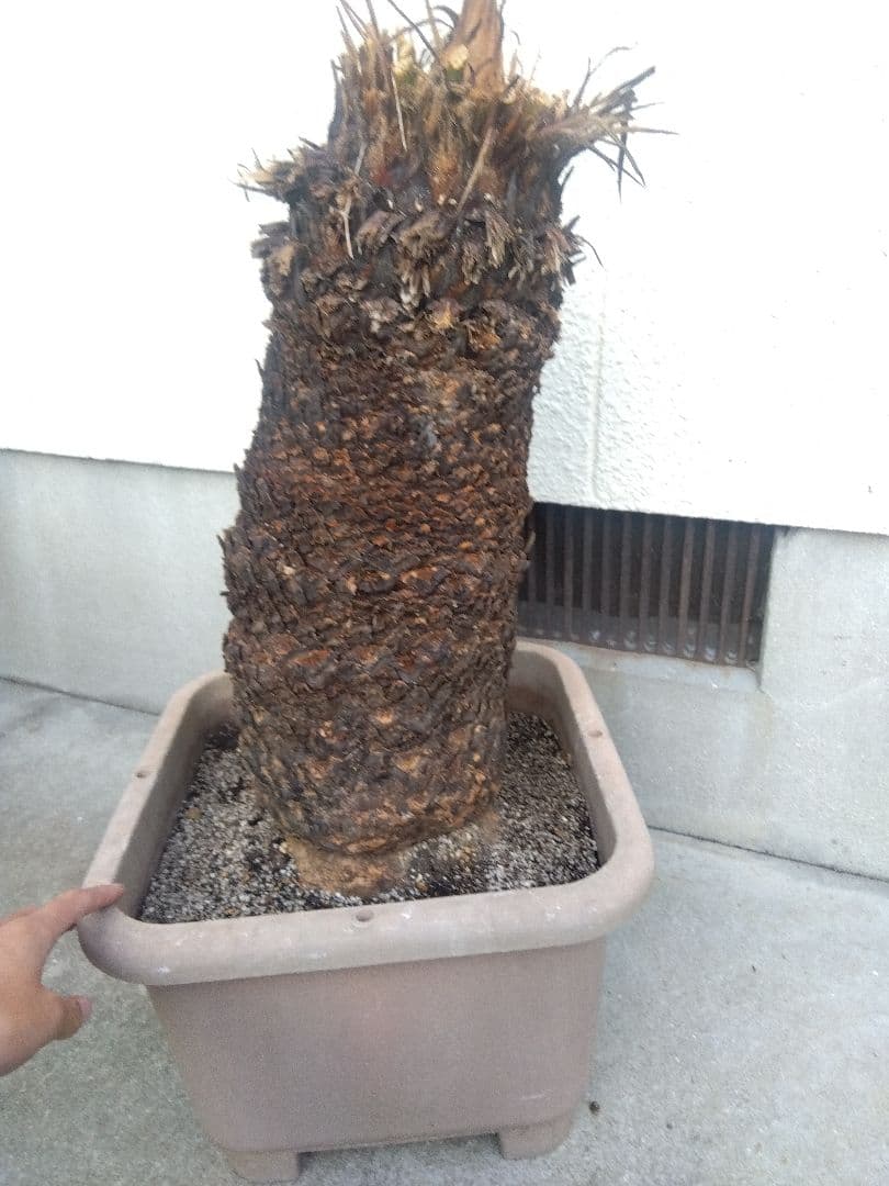 ソテツ　超幹太低重心❗バルブ22センチ❗　③