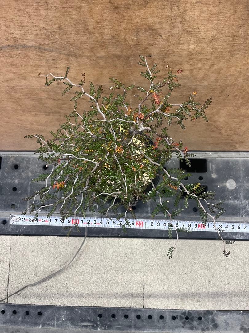 オペルクリカリア　パキプス　実生株