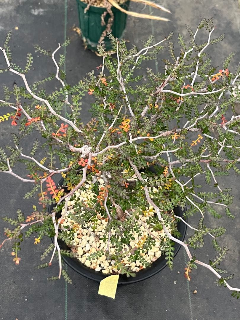 オペルクリカリア　パキプス　実生株