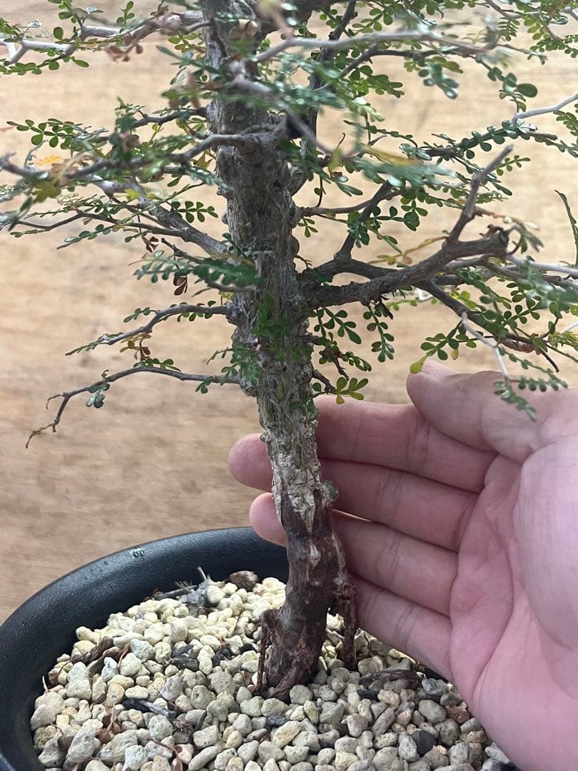 オペルクリカリア　パキプス　実生株