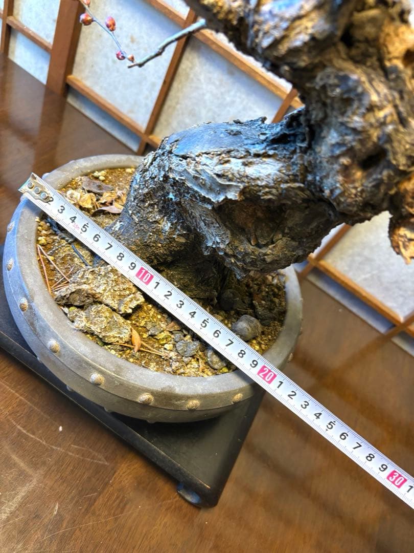 超極太❗️梅盆栽❗️フォロワー150人記念！プレゼント価格！激安❗️緋梅野梅黒松真柏