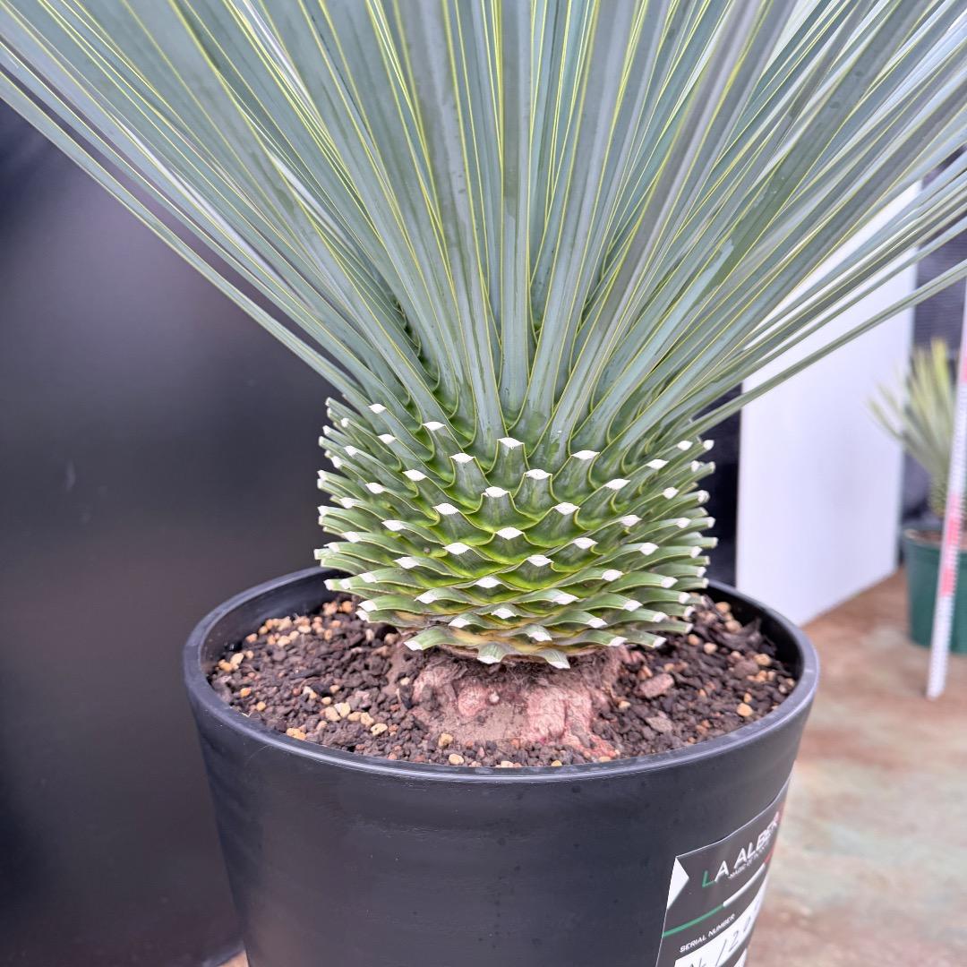 【AL1204】ユッカ　ロストラータ　ランチョブルー（品種名）極太