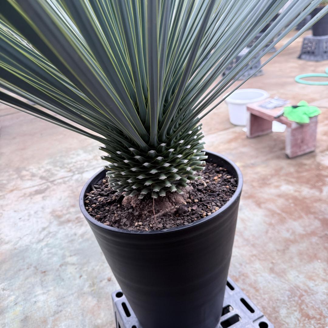 【AL1204】ユッカ　ロストラータ　ランチョブルー（品種名）極太