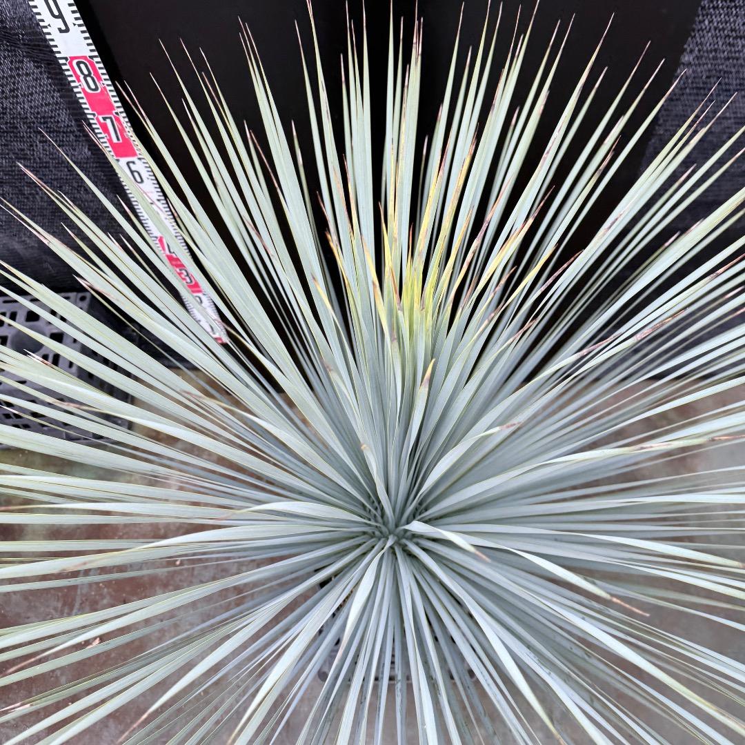 【AL1204】ユッカ　ロストラータ　ランチョブルー（品種名）極太