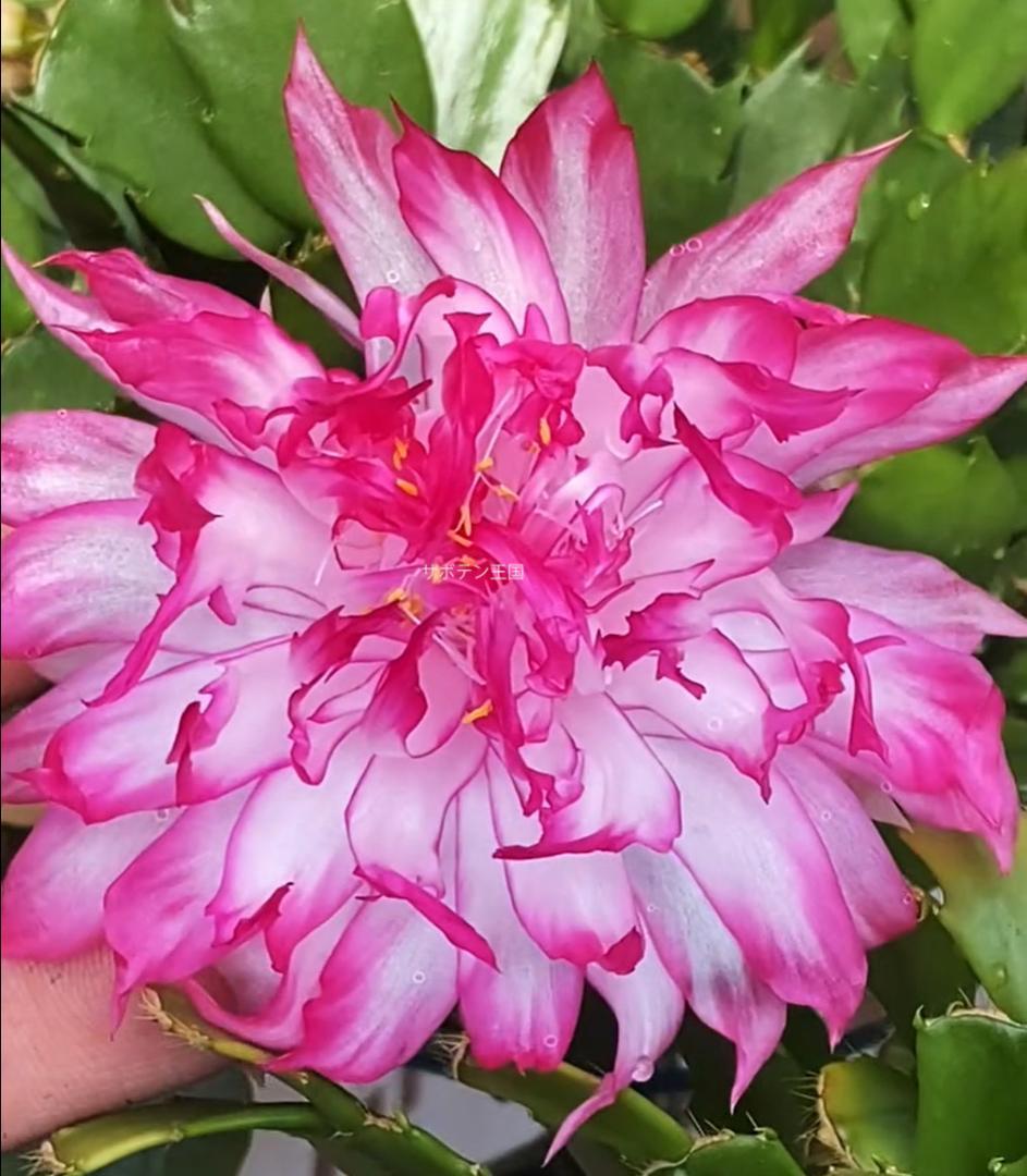 【*&*&*様確認用】デンマークカクタス　AN057＋AN100＋雅 接木