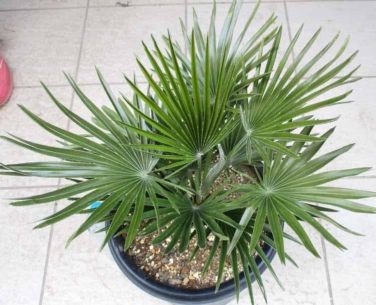 【現品】チャメロプス　フミリス　ボルケーノ　9号　G7番