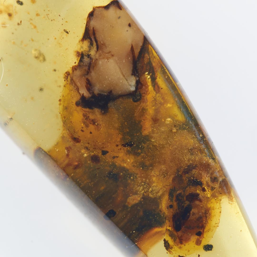 レア極上品 PA166虫入り琥珀化石　ミャンマーカムティかタナイ9900万年前