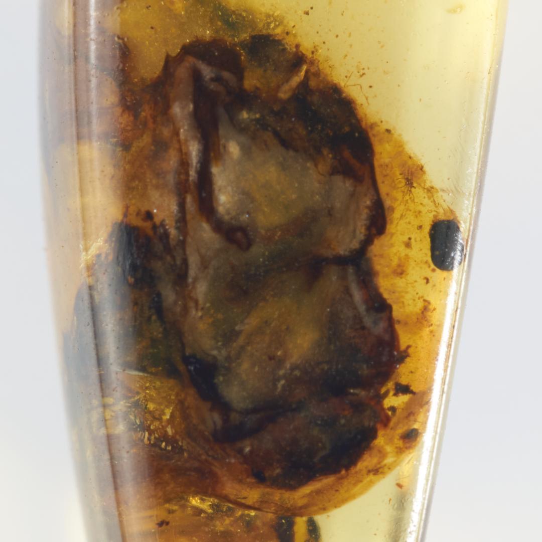 レア極上品 PA166虫入り琥珀化石　ミャンマーカムティかタナイ9900万年前