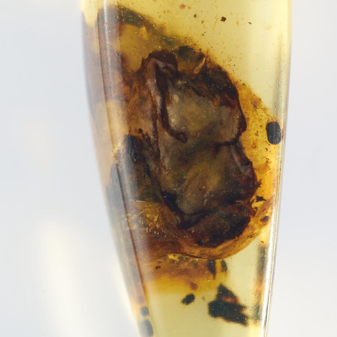 レア極上品 PA166虫入り琥珀化石　ミャンマーカムティかタナイ9900万年前