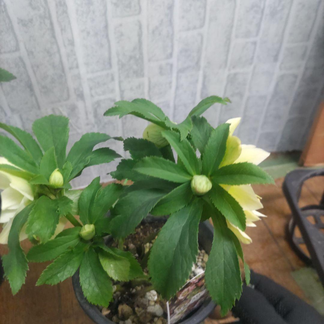 １０日入荷分⭐️クリスマスローズダブル咲き⭐️８鉢セット