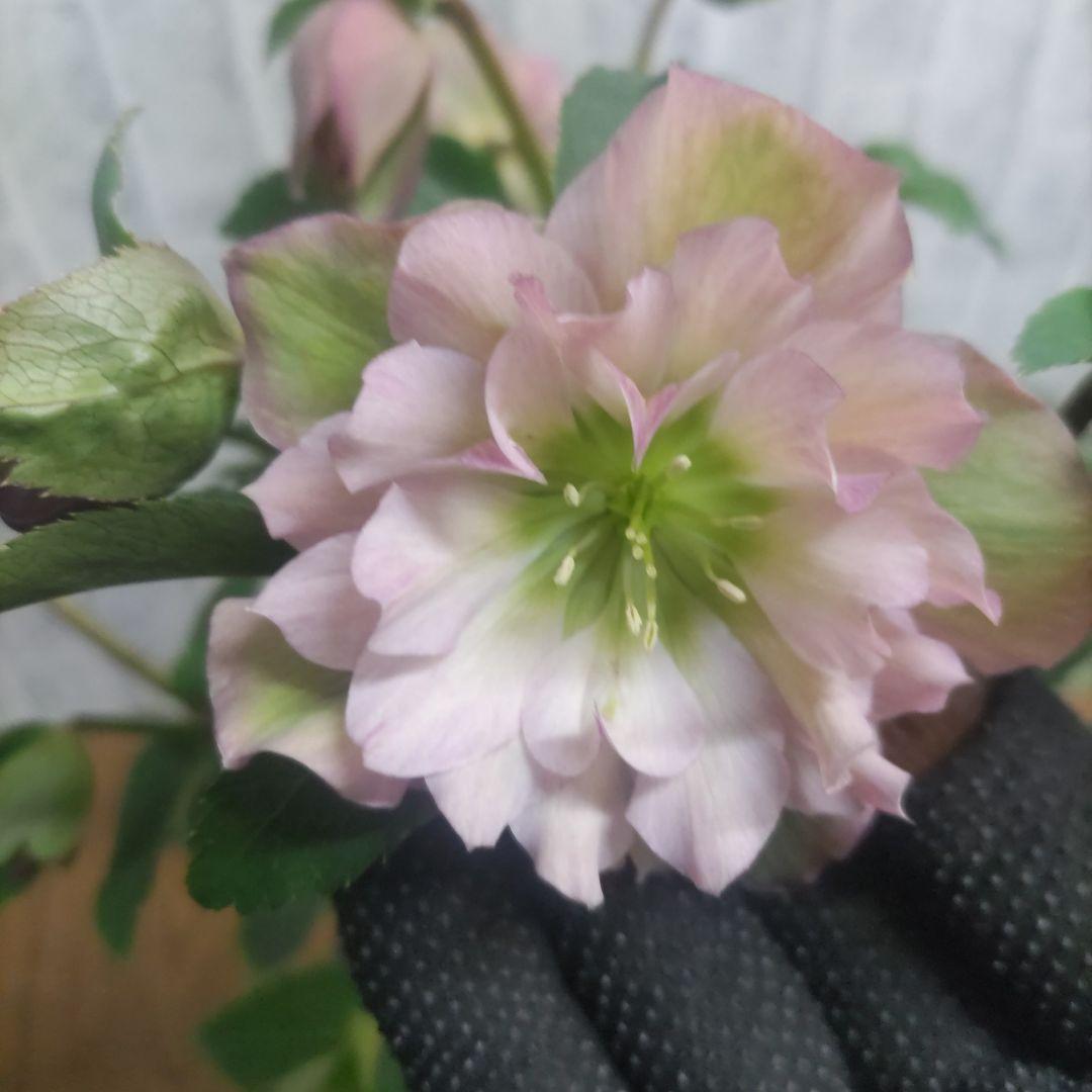 １０日入荷分⭐️クリスマスローズダブル咲き⭐️８鉢セット