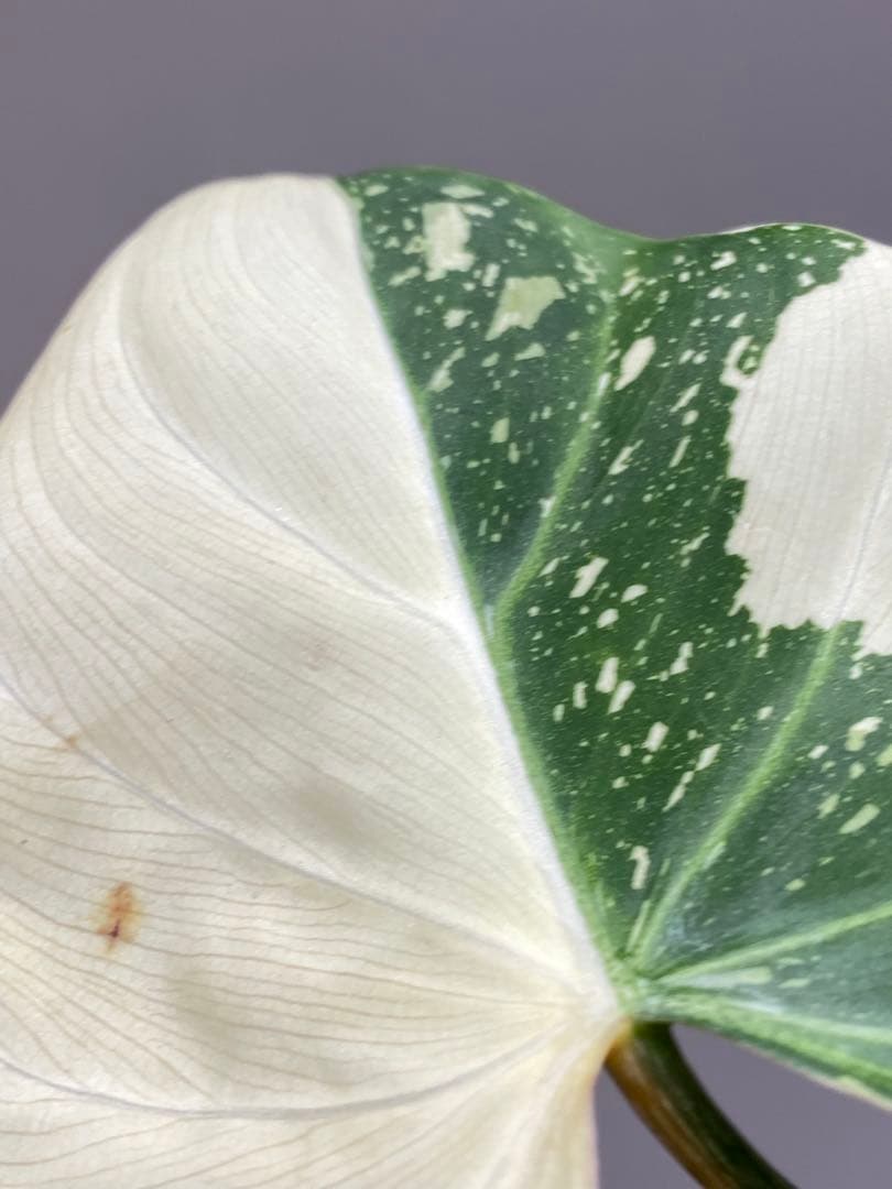 【トリカラー全開‼️】フィロデンドロン　グロリオーサム　トリカラー　斑入り　希少