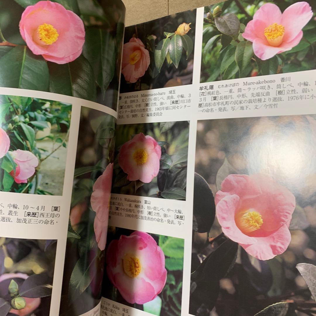 最新日本ツバキ図鑑