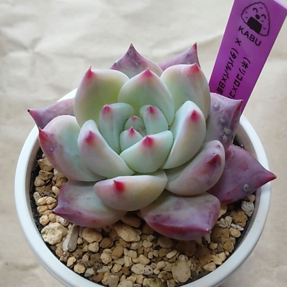 多肉植物　まとめ売り（札付き）