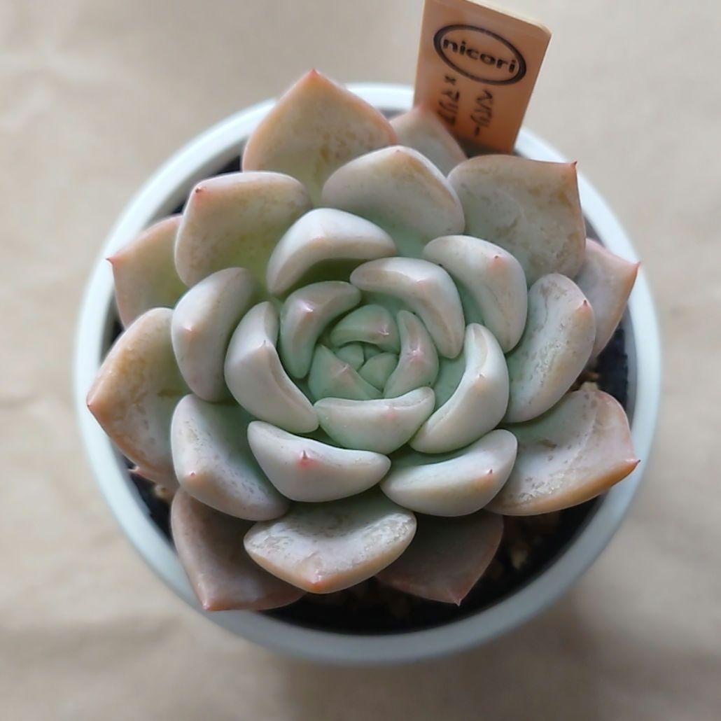 多肉植物　まとめ売り（札付き）