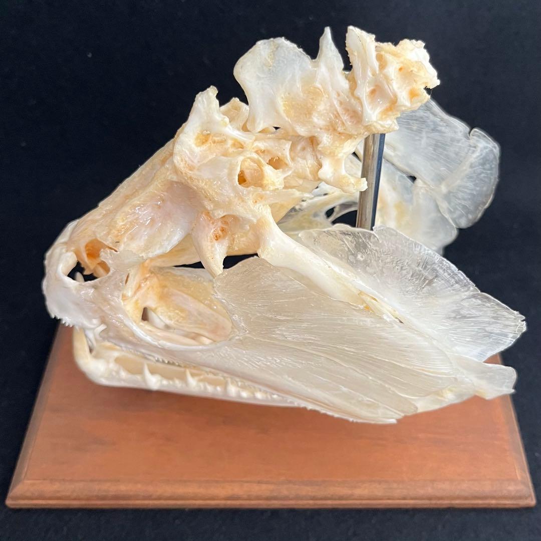 CORE-BOX様　骨格標本　カショーロ