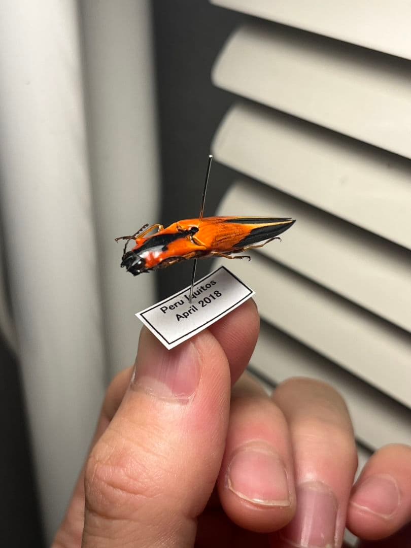 【38mm】アングラトゥスミカドコメツキムシ フェラーリコメツキムシ甲虫昆虫標